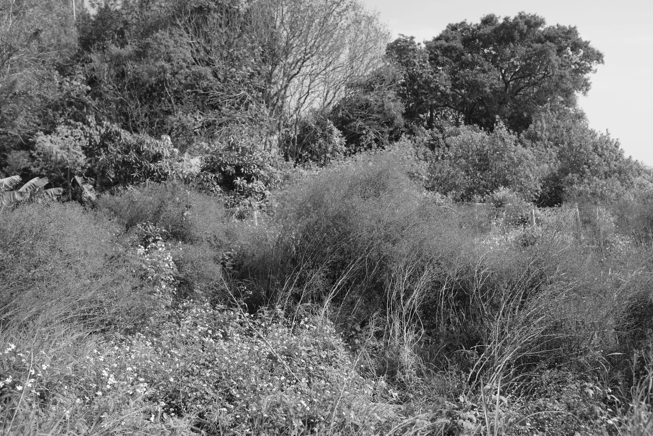 多樣化且氣勢十足的植物群，365 Project July 6
