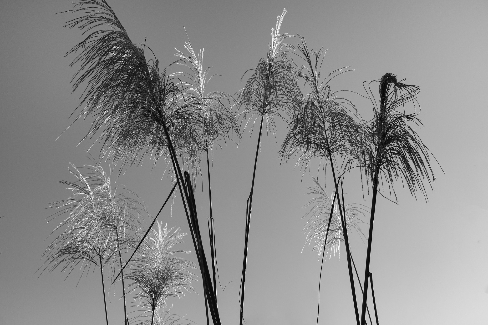 Black and white wild grasses reaching into an open sky in Taiwan