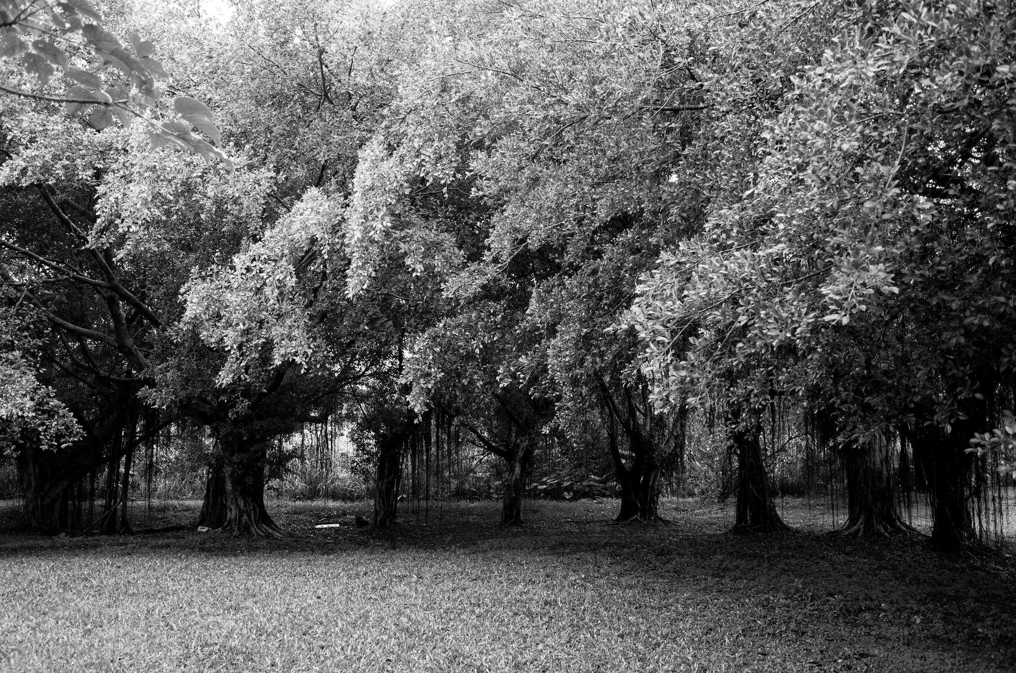 Black and white grove of willow trees forming a soft botanical canopy in Taiwan